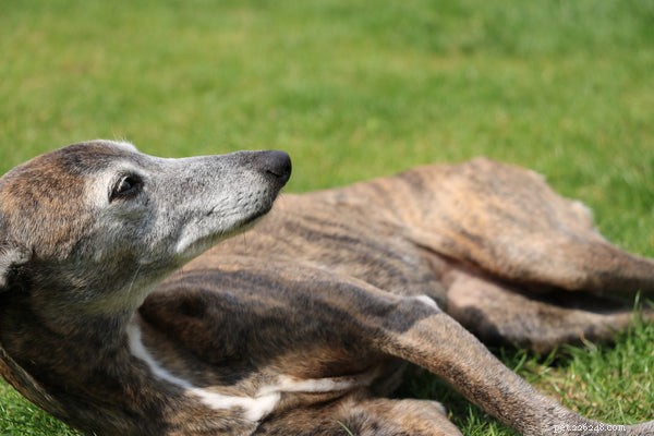 Whippet Dog:leer meer over dit speciale ras