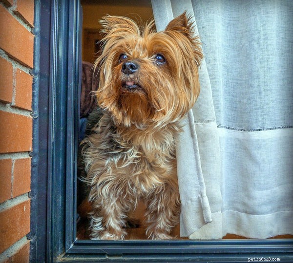 4 manieren om de vacht van Yorkshire Terriers glanzend en gezond te houden