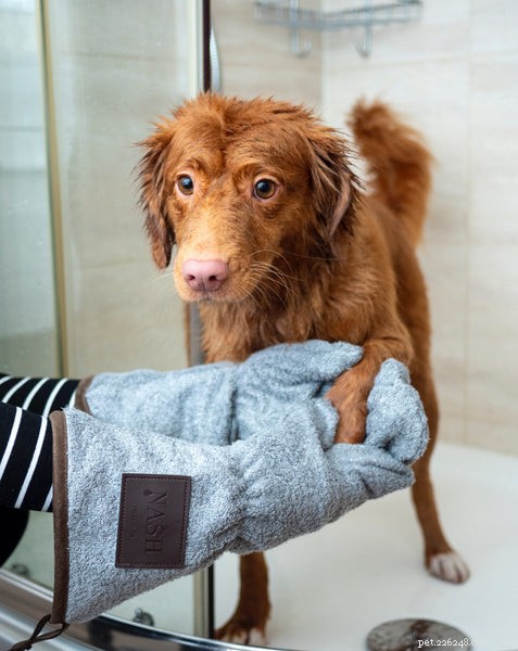 6 sätt att hålla hundars päls glänsande och frisk