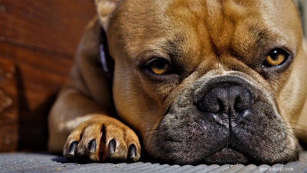 Hondenpoot:alles wat u moet weten