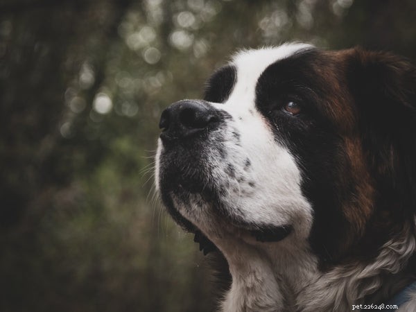 Порода собак сенбернар:что нужно знать