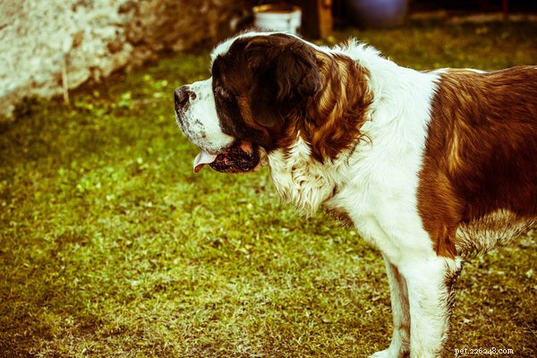 Порода собак сенбернар:что нужно знать