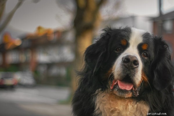 A raça do cão São Bernardo:o que você deve saber
