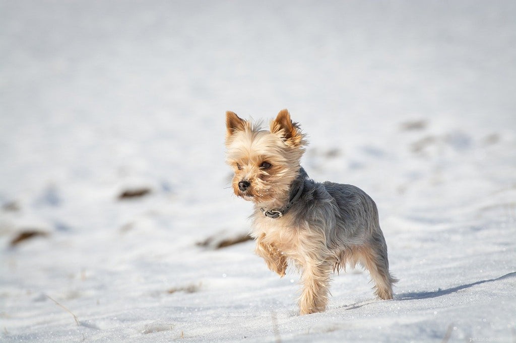 9 merveilleuses façons de soulager les démangeaisons de votre Yorkshire Terrier