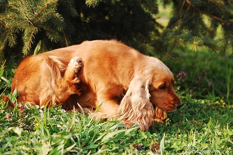 あなたの犬が毛包虫症を持っているという7つの兆候とそれを治療する方法 