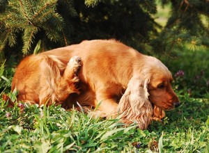 あなたの犬が毛包虫症を持っているという7つの兆候とそれを治療する方法 