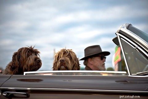8 razões pelas quais os cães adoram andar de carro