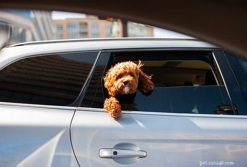 8 redenen waarom honden graag in auto s rijden