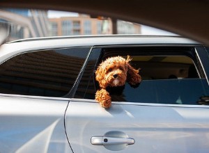 개가 자동차 타기를 좋아하는 8가지 이유