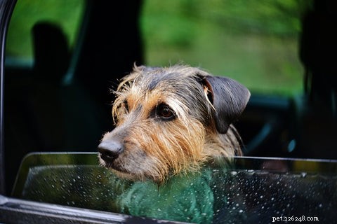 8 motivi per cui i cani amano andare in macchina