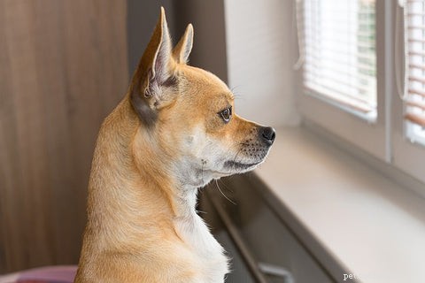 12 conseils pour aider un chien souffrant d anxiété de séparation