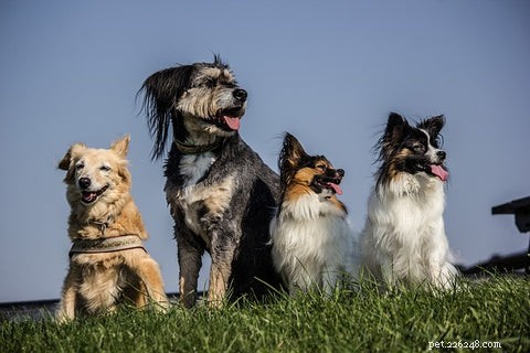 12 tips för att hjälpa en hund med separationsångest