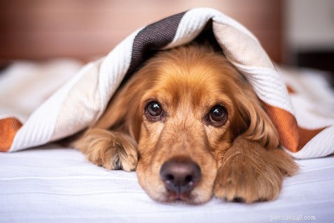 12 tips om een ​​hond met verlatingsangst te helpen