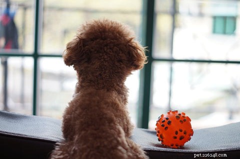 12 dicas para ajudar um cão com ansiedade de separação