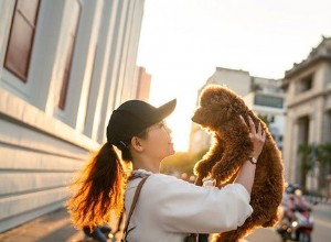 개가 정말로 쓰다듬어 주기를 원하는지 알 수 있는 비밀 방법입니다