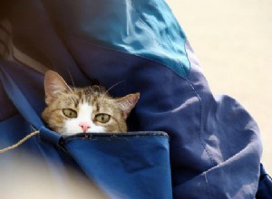 5 kroků, jak pomoci vaší kočce přizpůsobit se novému domovu