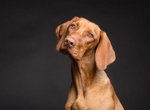 개 귀 진드기를 치료하고 항상 빨리 사라지게 하는 방법