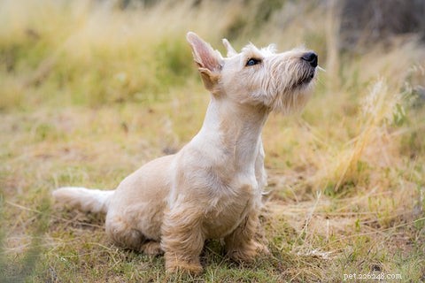 Как лечить ушных клещей у собак и добиться их быстрого исчезновения
