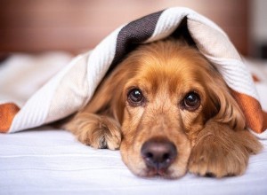 Как распутать шерсть собаки и предотвратить ее спутывание с помощью домашних средств