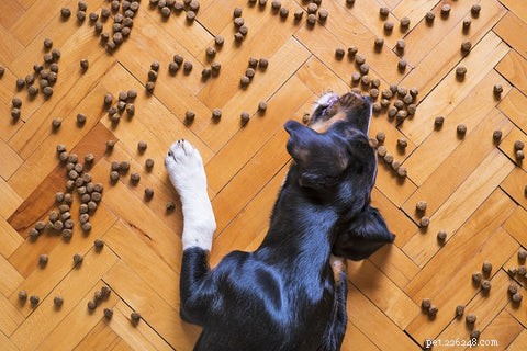 포식한 개에게 먹이를 주는 방법:보장된 방법과 재미있는 트릭