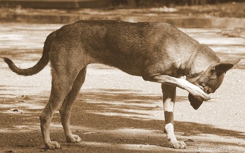 Como alimentar seu cão comedor exigente:método garantido e truques divertidos