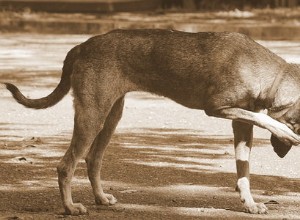 포식한 개에게 먹이를 주는 방법:보장된 방법과 재미있는 트릭