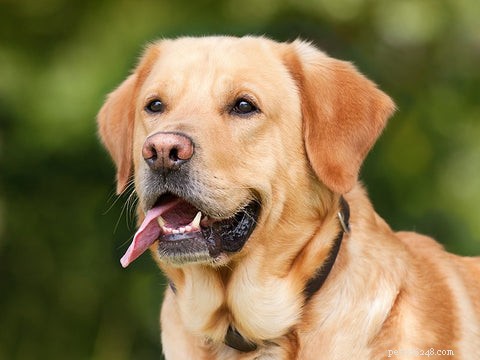 10 ongelooflijke voordelen van visolie voor honden die u moet kennen