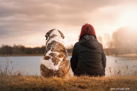 Weten honden dat mensen geen honden zijn en andere briljante feiten over onze harige vrienden
