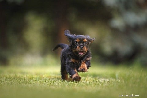 9 geweldige en bewezen voordelen van zalmolie voor honden die u moet kennen
