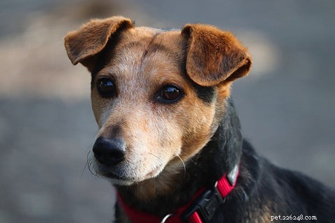 Secrezione marrone dell orecchio del cane:come sapere se il tuo cane ha un infezione all orecchio