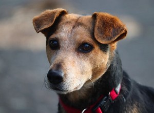 犬の耳の茶色の放電：あなたの犬が耳の感染症を持っているかどうかを知る方法 