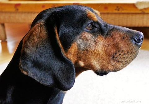 Bruna flytningar från hundöron:hur man vet om din hund har en öroninfektion