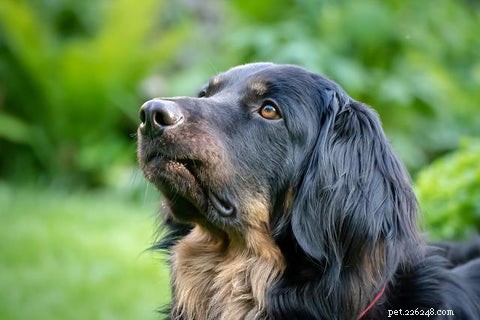 Corrimento marrom da orelha do cachorro:como saber se seu cão tem uma infecção no ouvido