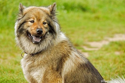 Hnědý výtok z psího ucha:jak zjistit, zda má váš pes ušní infekci