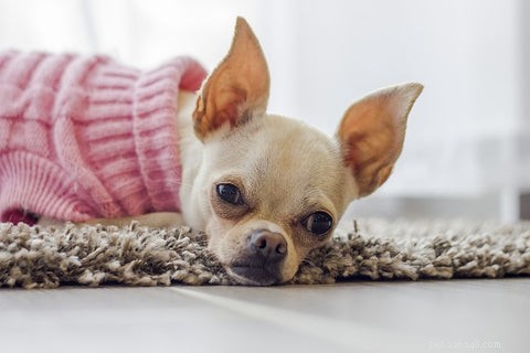 Коричневые выделения из ушей собаки:как узнать, есть ли у вашей собаки ушная инфекция