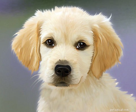 개 귀 갈색 분비물:개가 중이염에 걸렸는지 확인하는 방법