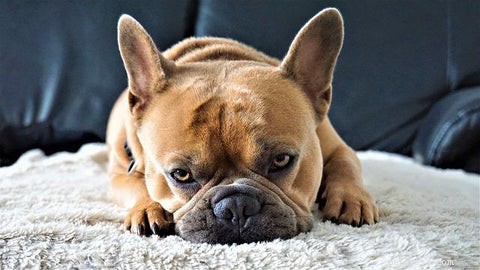 Как чистить уши собаке в домашних условиях:простое пошаговое руководство