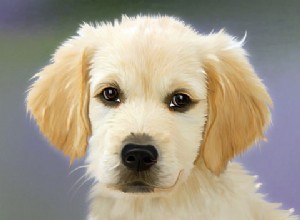 獣医に行かなくても犬の耳の感染症を簡単に治療する方法 