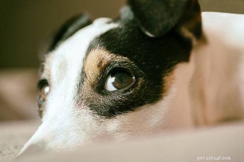 사랑스러운 강아지의 얼굴이 가려운 13가지 놀라운 이유