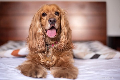 Perché il mio cane si graffia le lenzuola:12 motivi sorprendenti