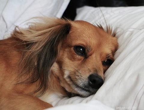 Waarom krabt mijn hond aan mijn lakens:12 verrassende redenen