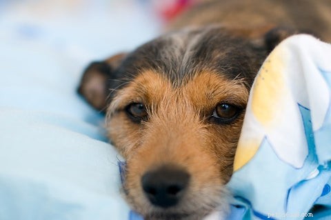 Perché il mio cane si graffia le lenzuola:12 motivi sorprendenti