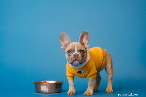 17 maneiras comprovadas de melhorar a saúde intestinal de seus cães para um poderoso alívio da alergia