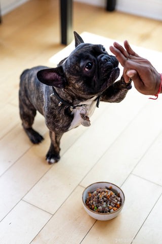 17 maneiras comprovadas de melhorar a saúde intestinal de seus cães para um poderoso alívio da alergia