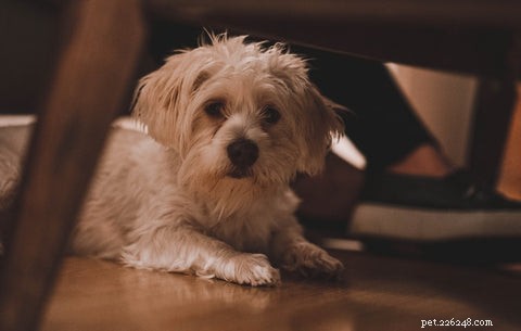 5 verrassend schattige redenen waarom honden onder de tafel gaan slapen