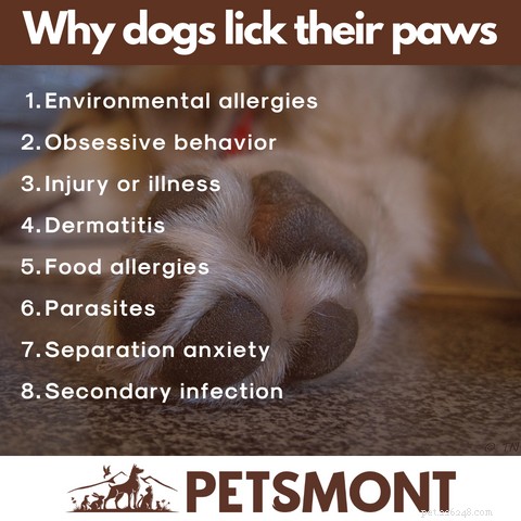 犬が足を過度に舐める理由と5つの実証済みの鎮静剤 