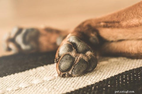 Waarom likken honden overmatig aan hun poten en 5 bewezen kalmerende middelen