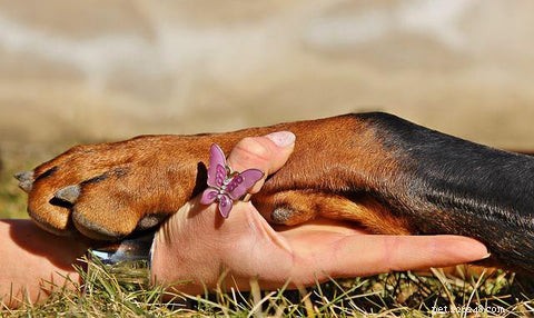 犬が足を過度に舐める理由と5つの実証済みの鎮静剤 