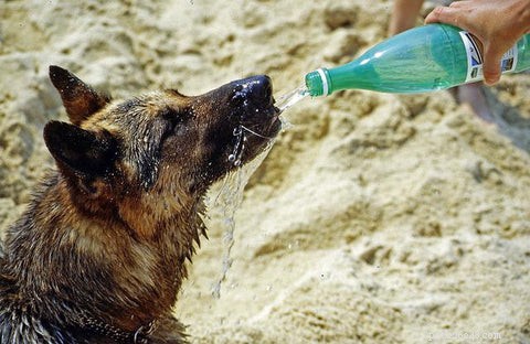 15 minerali sani ed essenziali per cani e dove trovarli