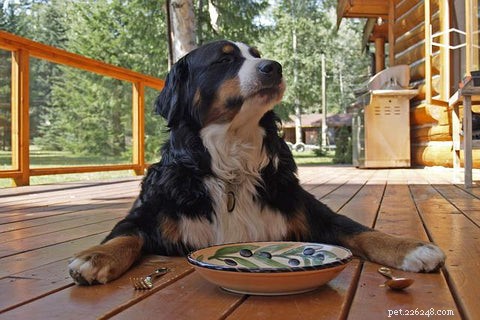Il cibo per cani fatto in casa è migliore? 5 motivi per cui è e 5 errori da evitare